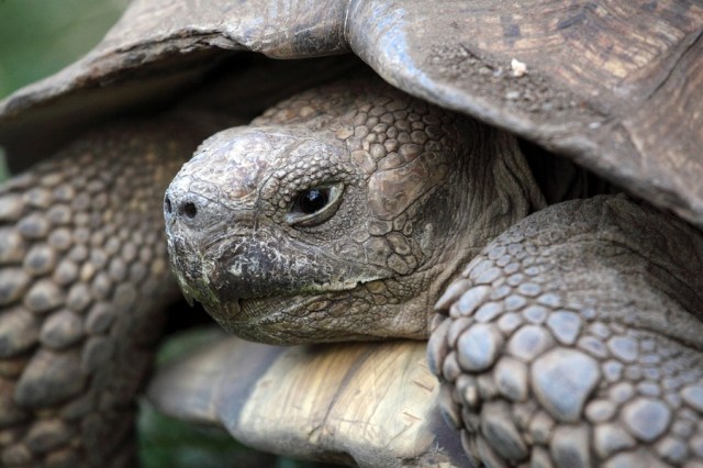 African Spurred Tortoise