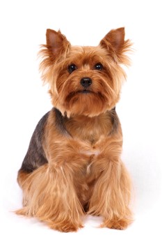 The Yorkshire Terrier